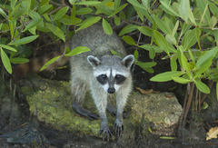 Procyon pygmaeus