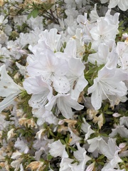 Rhododendron