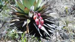 Epidendrum montigenum