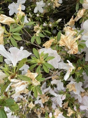 Rhododendron