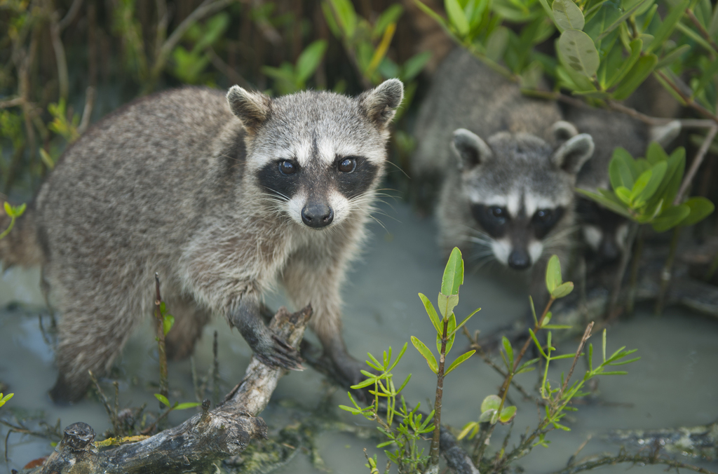 Mapache de Cozumel (Procyon pygmaeus) · NaturaLista Colombia