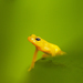 Golden Rocket Frog - Photo (c) Kevin Schafer, some rights reserved (CC BY-NC-ND), uploaded by Kevin Schafer