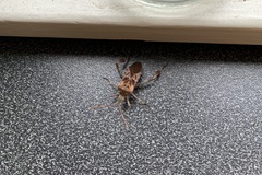 Leptoglossus occidentalis