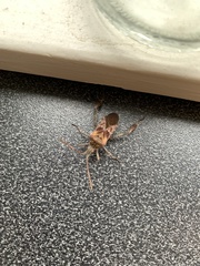 Leptoglossus occidentalis