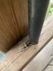 Leptoglossus occidentalis
