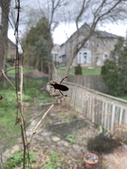 Leptoglossus occidentalis