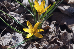 Crocus olivieri balansae