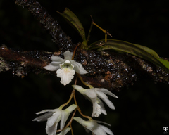 Dendrobium panduratum villosum