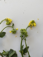 Rhamphospermum arvense