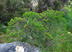 Veronica cupressoides