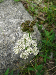 Conioselinum tataricum