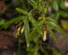 Dendrobium panduratum villosum