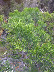 Veronica cupressoides