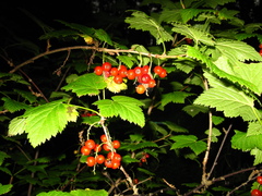 Ribes atropurpureum