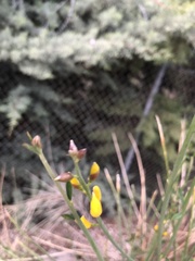 Spartium junceum