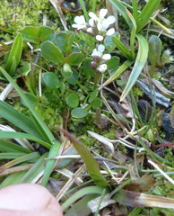 Cardamine bellidifolia