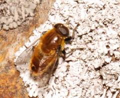Merodon equestris