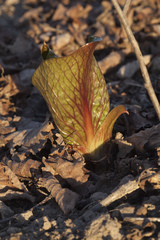Cardiocrinum cordatum