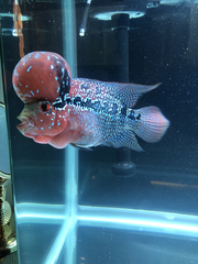 Amphilophus labiatus × cichlasoma trimaculatum