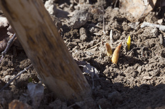 Cardiocrinum cordatum