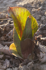 Cardiocrinum cordatum