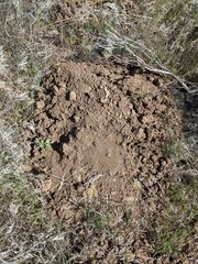 Thomomys talpoides