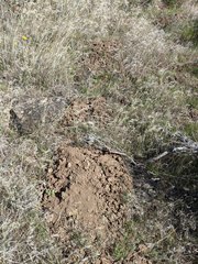 Thomomys talpoides