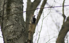 Dendrocoptes medius