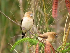 African Silverbill photo 4