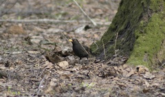 Turdus merula