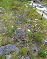 Veronica cupressoides