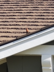 Haemorhous mexicanus