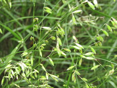 Melica mutica