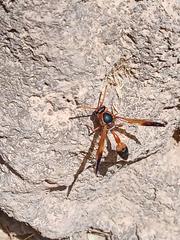 Delta dimidiatipenne