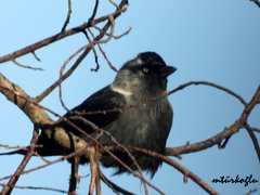 Corvus monedula