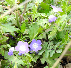 Phacelia patuliflora