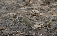 Turdus philomelos