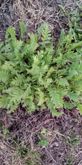 Tanacetum vulgare