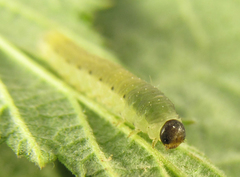 Empria pumiloides
