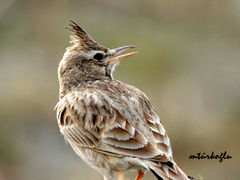 Galerida cristata