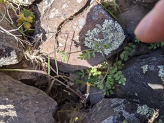 Polemonium micranthum