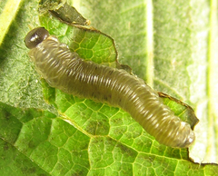 Empria pumiloides