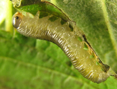 Empria pumiloides