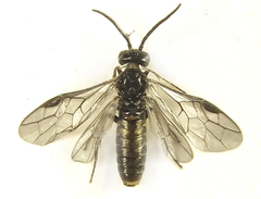 Empria pumiloides