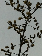 Salix caprea