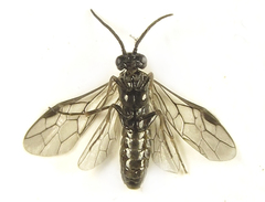 Empria pumiloides