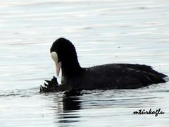 Fulica atra