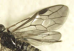 Empria pumiloides