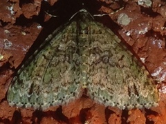 Hammaptera parinotata