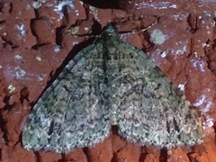 Hammaptera parinotata